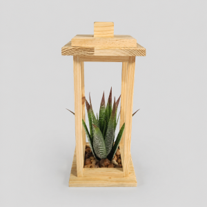 Cactus lantern